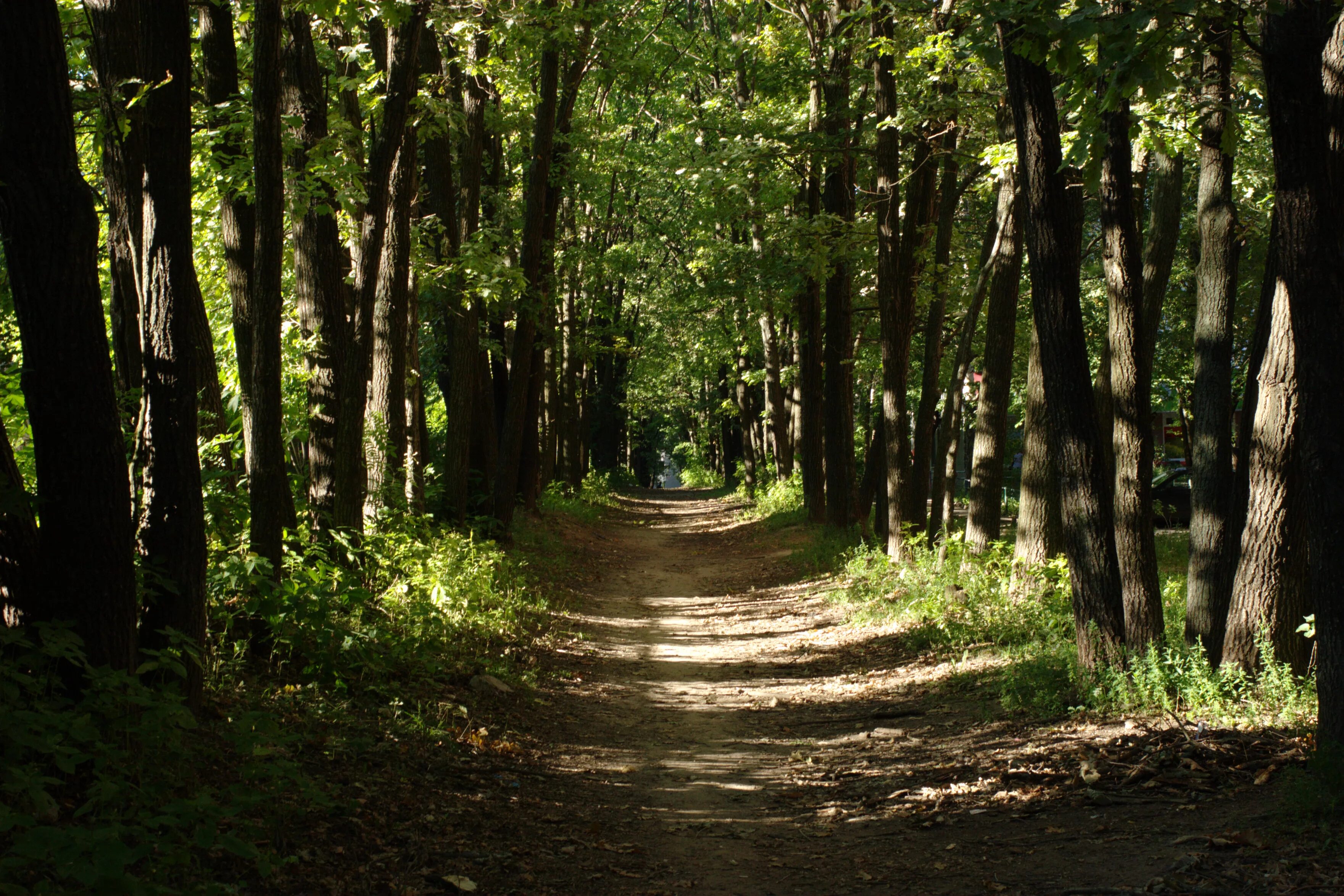 Дубовая аллея в кузнечихе-1 нижний новгород. Тройная липовая аллея в павловске. Дубовая аллея нижний новгород кузнечиха. Крытые аллеи петергоф. Александровский скл нижний новгород.