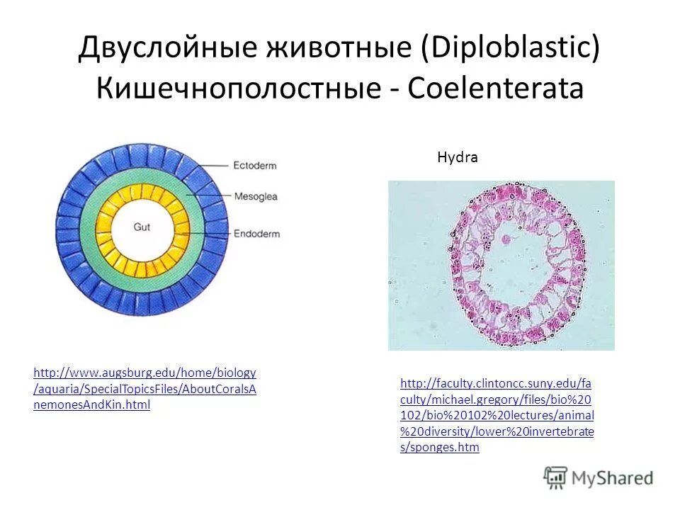 Эмбриогенез кишечнополостных. Стадия иммиграции гаструляция. Гаструла трехслойный зародыш. Зародыш бластула гаструла нейрула. Жизненный цикл гидры обыкновенной.
