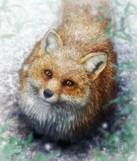 Real fox