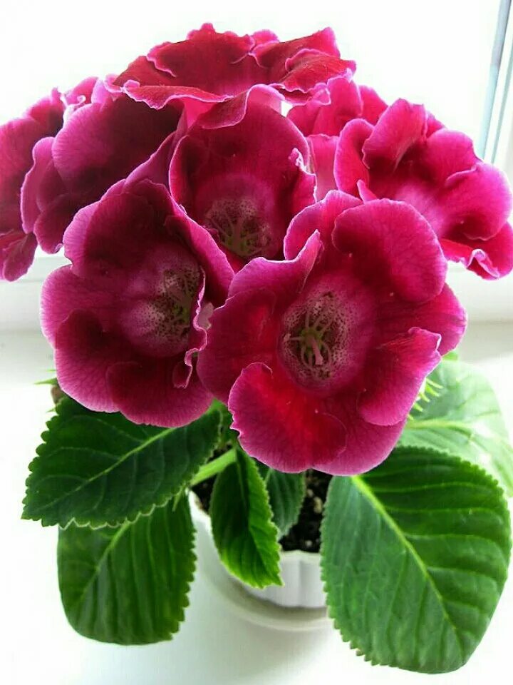 Восемь маленьких секретов по уходу за глоксиниями Wonderful flowers, Beautiful f