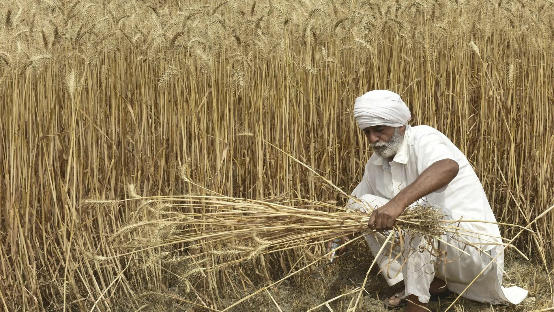 In northern india they harvest their wheat. Индия пшеница. Сбор пшеницы в Индии. Праздник пшеницы в Индии. Сорта пшеницы в Индии.