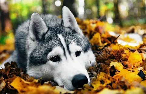 Фотокартинки
