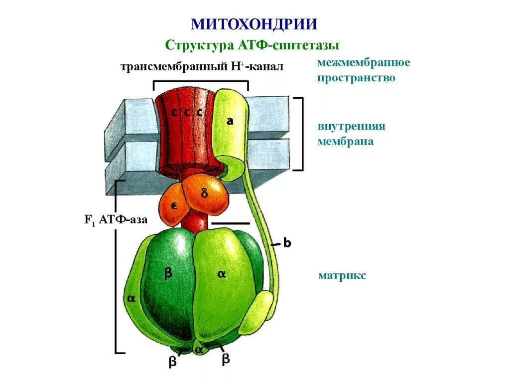 Фермент атф синтаза. Строение протонной АТФ синтетазы схема. Функции АТФ синтазы. АТФ синтетаза схема. АТФ синтаза механизм.