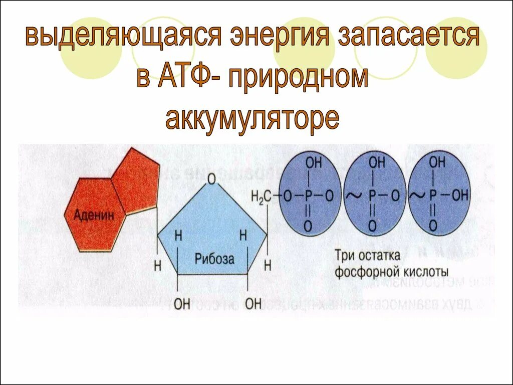 Энергия запасается какой обмен. Аденин рибоза три остатка фосфорной кислоты это. Презентация метаболизм 10 сынып. Аденин рибоза три остатка