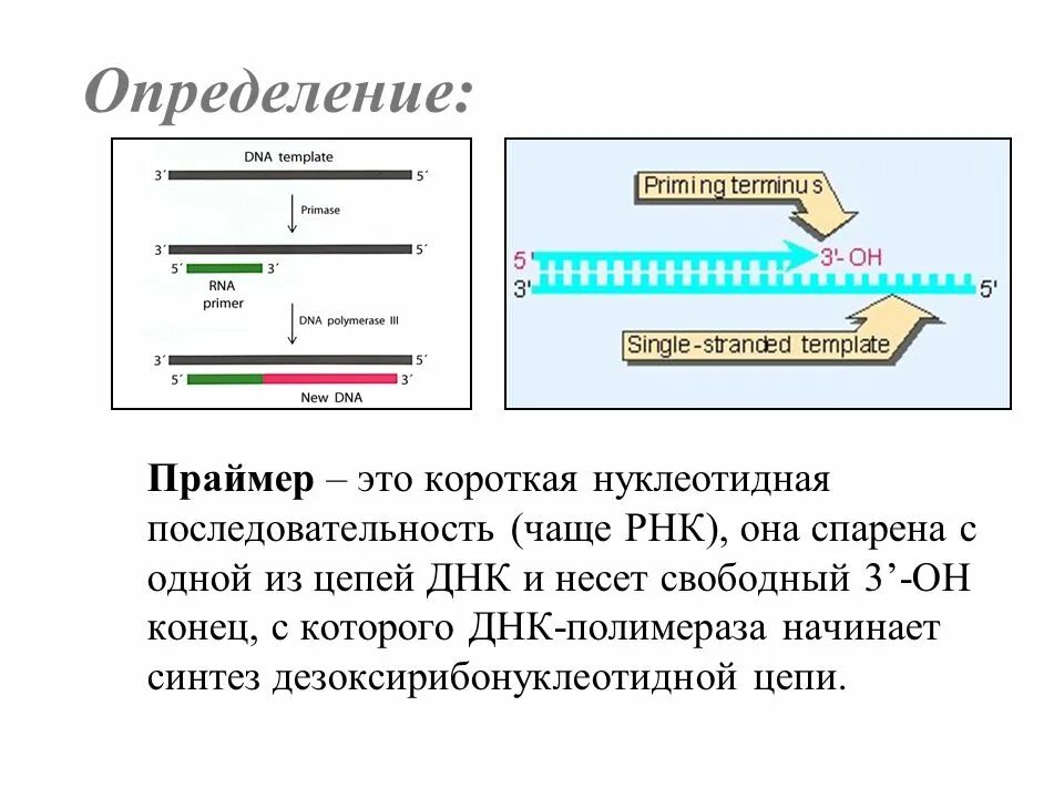 РНК праймер в репликации ДНК функции. Праймер при репликации ДНК. Репликация ДНК Синтез праймера. Праймеры биология.