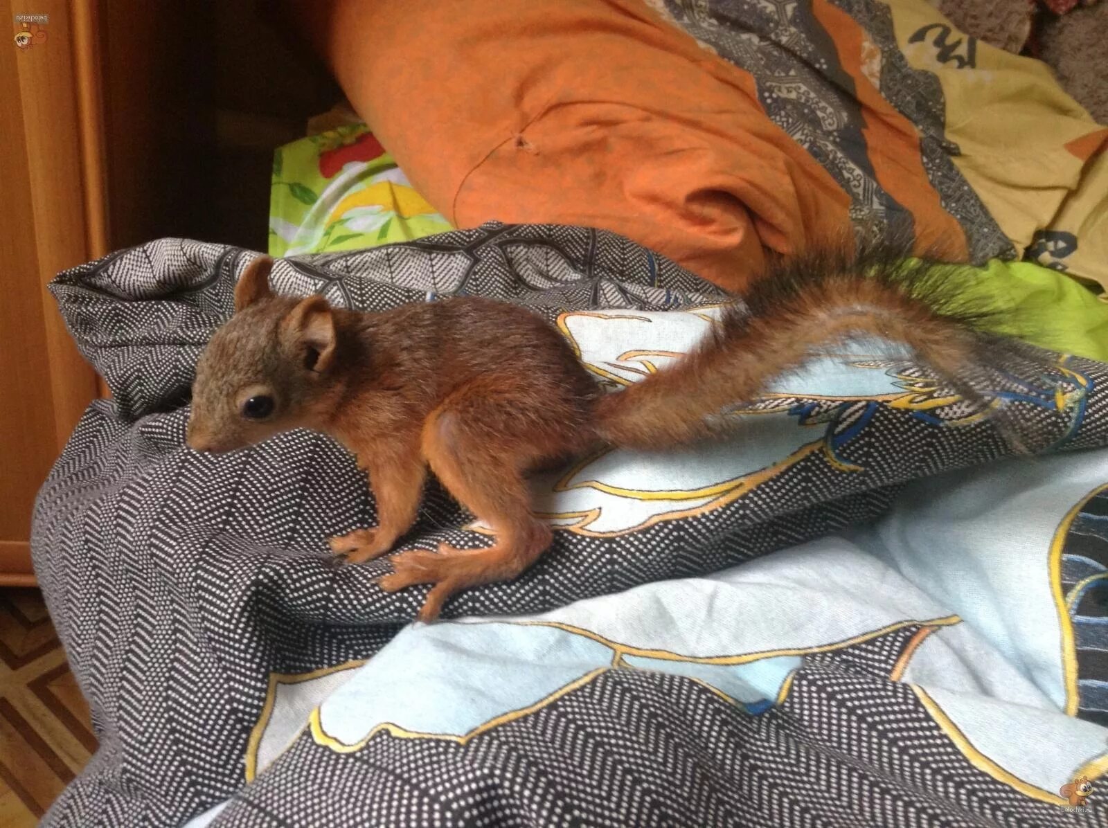 домашние белки. домашняя белка. белка телеутка. белка одомашненная. ручной бельчонок.