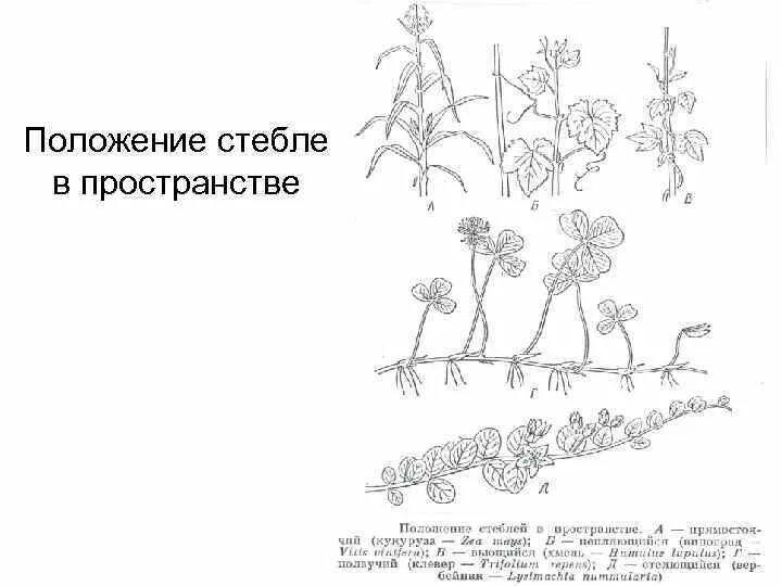 Побег Верхушечное и боковое ветвления Система побегов