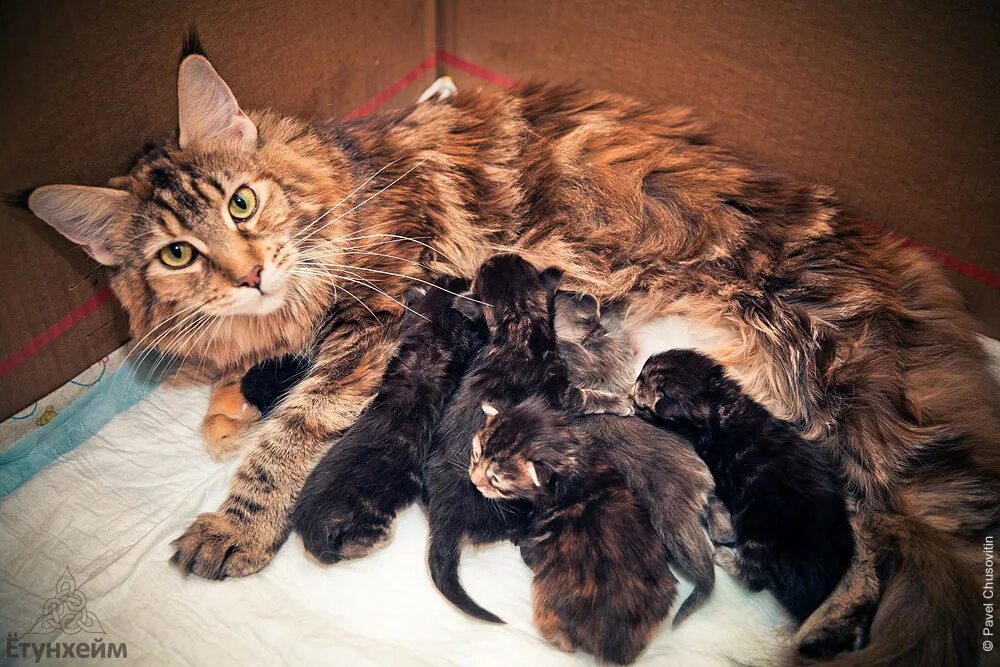 Мейн кун котенок. Котята Мейн кун Новорожденные. Новорожденные котята Мейн куна. Новорожденный котенок Мейн кун. Беременные кошки мейн кун