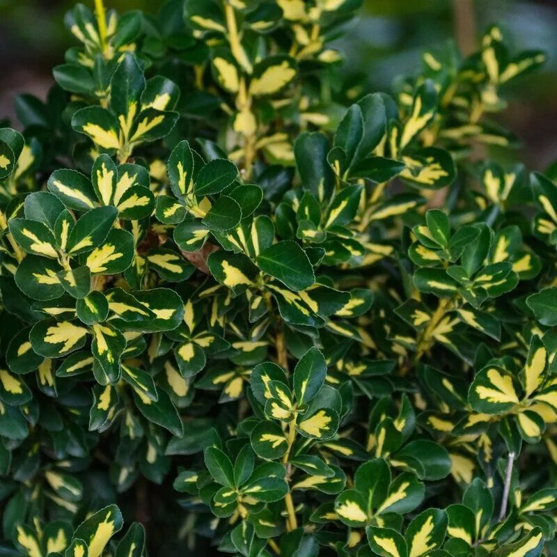 Бересклет форчуна эмеральд гаити. Бересклет японский голд рокет. Бересклет японский ауреомаргината. Бересклет форчуна emerald gaiety. Бересклет ауреус.