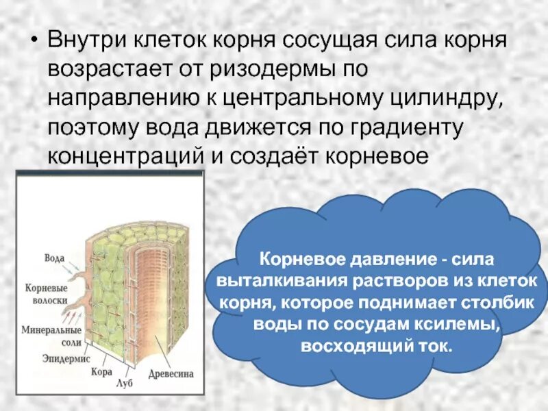 По каким клеткам стебля идет восходящий ток. По каким клеткам стебля идет восходящий ток