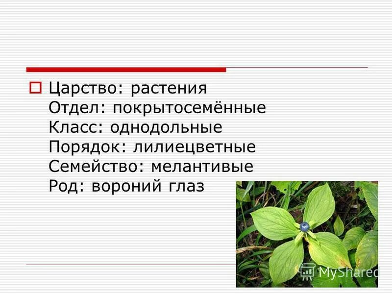 Ядовитые растения. Ядовитые растения класса однодольные. Ядовитые растения картинки. Однодольные растения новосибирской области. Ядовитые растения класса однодольные.