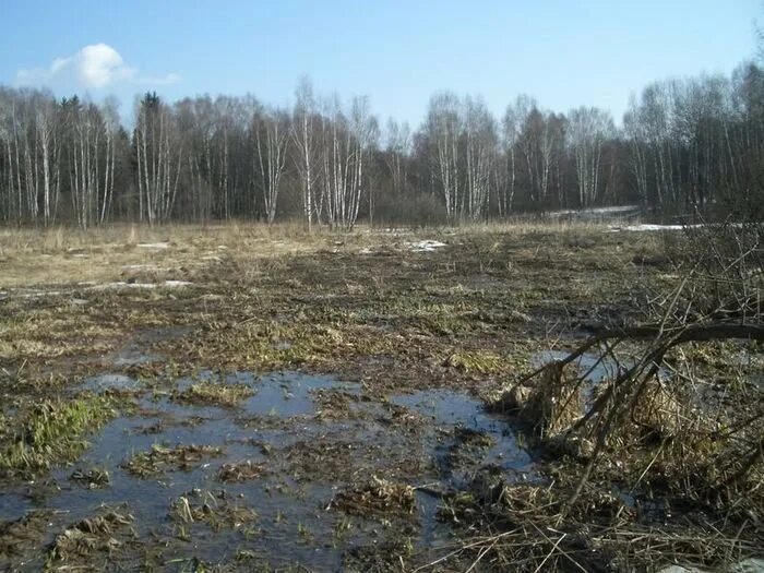 Вязнешь в болоте. Что внутри болота. Зеленое болото. Сосновка болото.