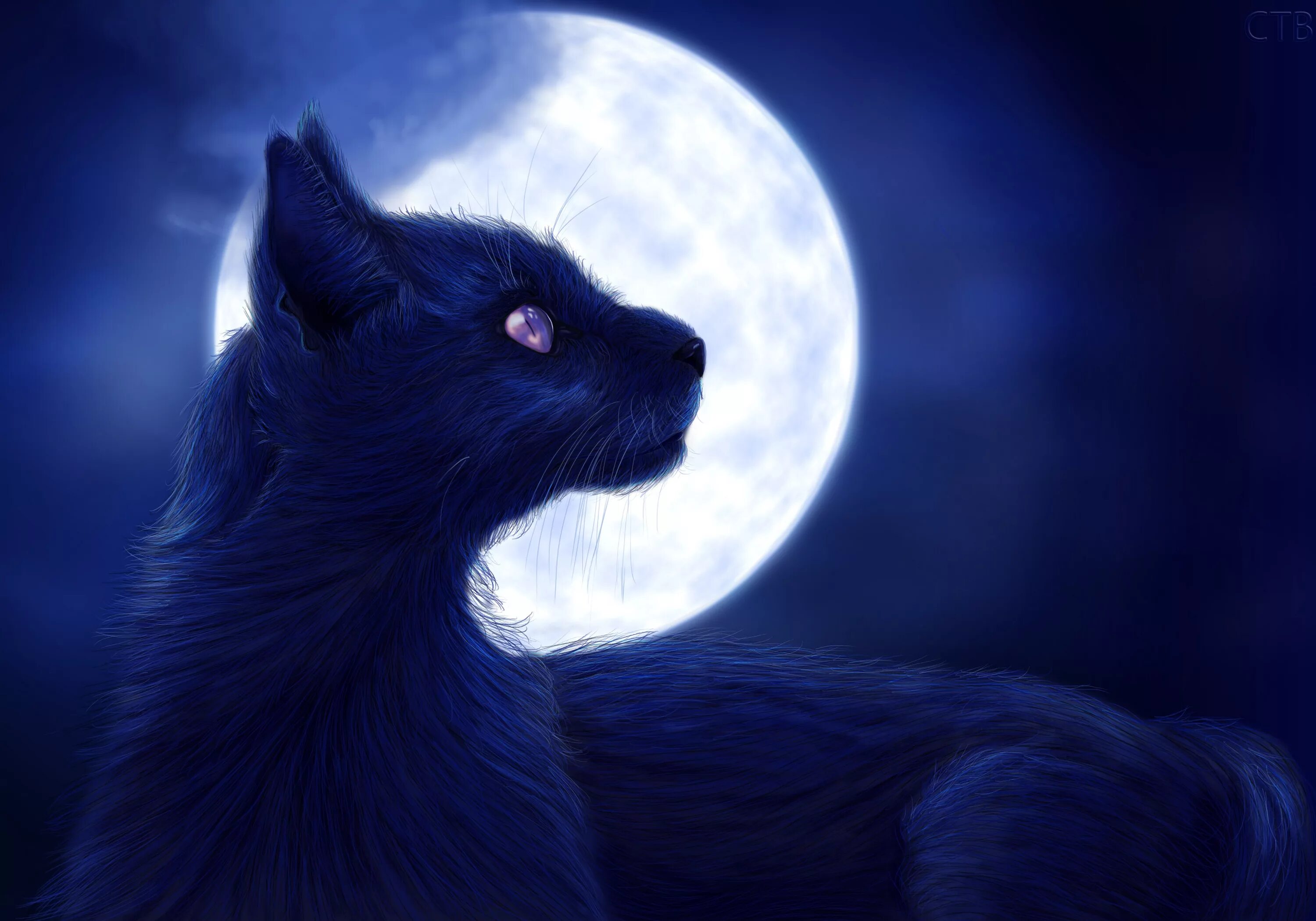 Коты Воители чёрная Луна. "Лунный кот". Кот ночью. Фэнтези кошки. Киса ночью
