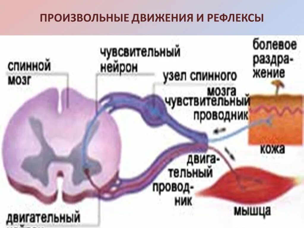 Произвольные лаижение. Произвольные движения рефлексы. Произвольные движения человека. Произвольные и непроизвольные движения.