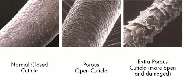 Hair under a microscope Breaking hair, Hair science, Natural hair styles
