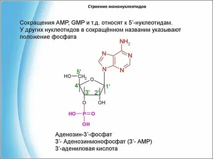 Мононуклеотид это