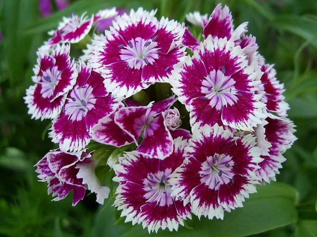 Dianthus chinensis гвоздика китайская. Гвоздика турецкая Barbarini Purple Picotee. Гвоздики многолетники