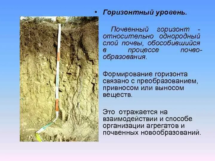 ПОНЯТИЕ О ПОЧВЕ ПОЧВОВЕДЕНИЕ Изучает образование