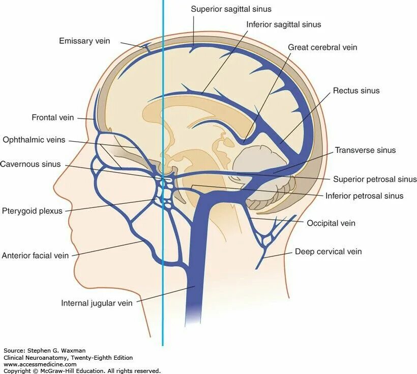 Вены головного мозга. Внутричерепные венозные синусы. Венозные синусы головного мозга схема. Inferior petrosal Sinus. Сагиттальный венозный синус.