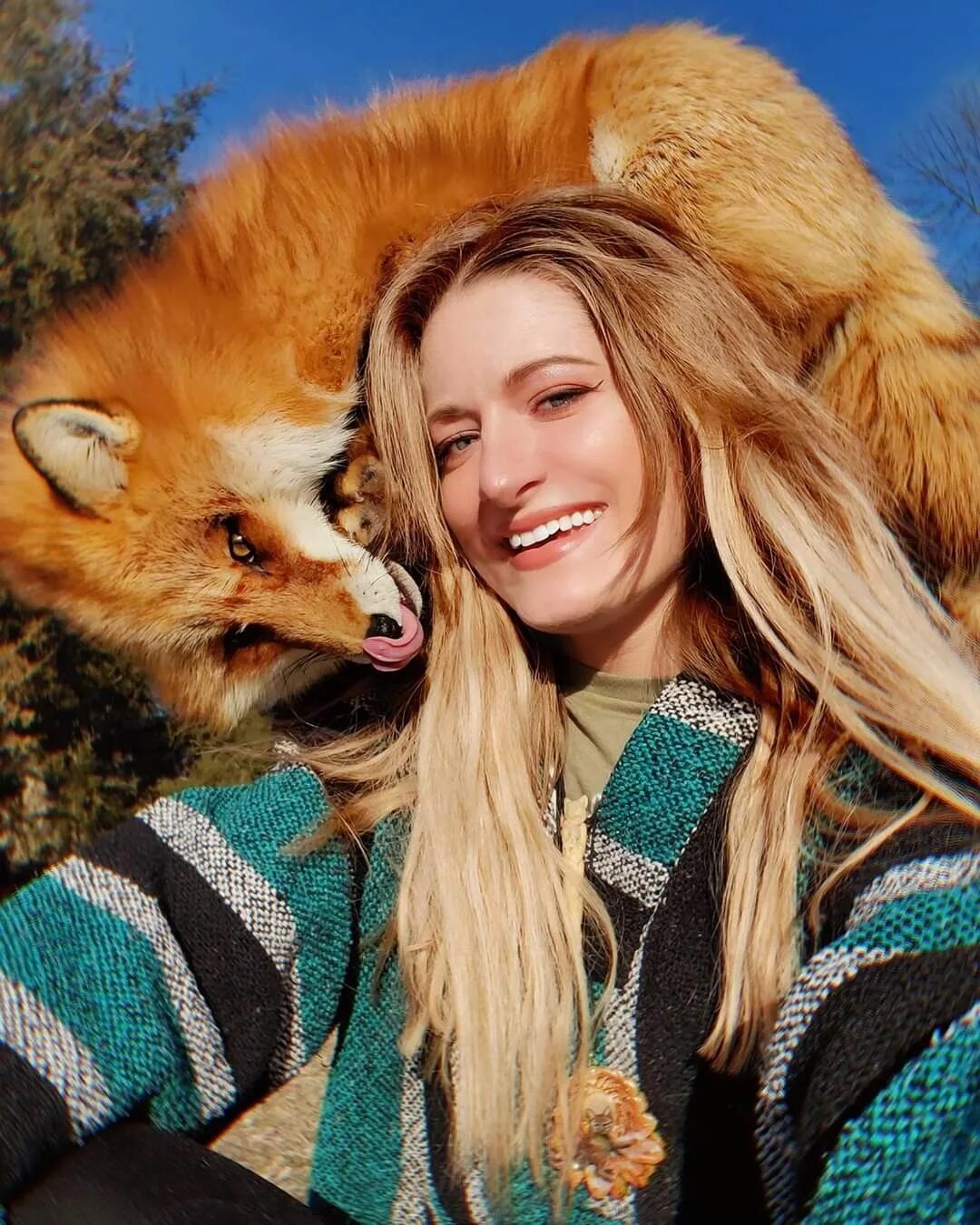 Foxes youtube. Dixie Fox saveafox. Лиса украла. Озорная лиса. Лиса ворует.