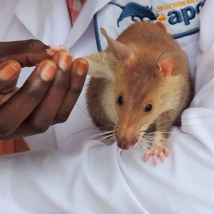 Спас крысу. Огромная крыса подмосковье. Крыса фото. Огромный грызун похож на крысу. Спасение крысы текст.