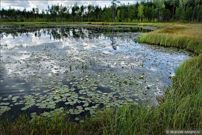 большое камское болото в пермском крае. джурич нюр болото в пермском крае. большое моховое болото урал. торф торфяные болота. себболото болото.