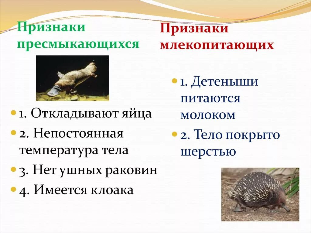 Отличие млекопитающих от других позвоночных животных. Признаки отличия млекопитающих от других животных. Отличие млекопитающих от других животных. Отличие млекопитающих от животных. Признак млекопитающих позвоночных животных.