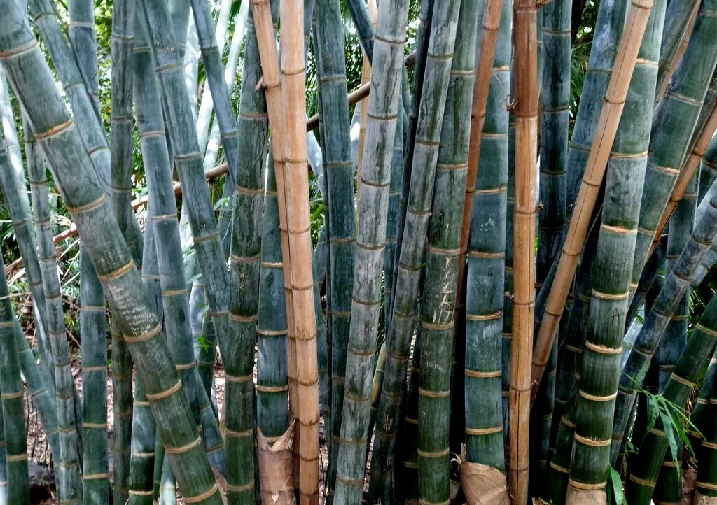 Сорта бамбука. Phyllostachys pubescens. Бамбук nigra. Бамбуковый стебель внутр. Бамбук phyllostachys aureosulcata aureocaulis.