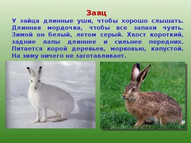 Животные фото и описание для детей Где живет носорог фото