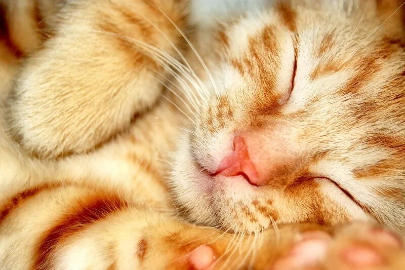 Кот солнышко. Кошка нежится на солнышке. котенок нежится на солнце. котята нежатся на солнышке. котик нежится на солнышкк.