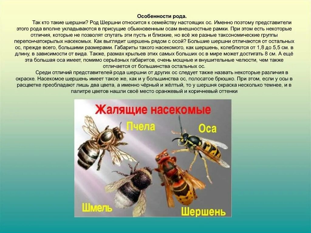 Пчелы относятся к насекомым. Шмель пчела Оса Шершень. Оса описание. Самое крупное жалящее насекомое. Жалящие насекомые доклад.