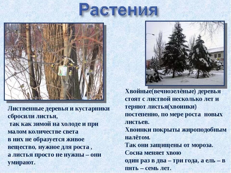 Растения зимой презентация. Растения зимой для дошкольников. Жизнь растений зимой 2 класс. Растения готовятся к зиме. Зима изменения в жизни растений биология