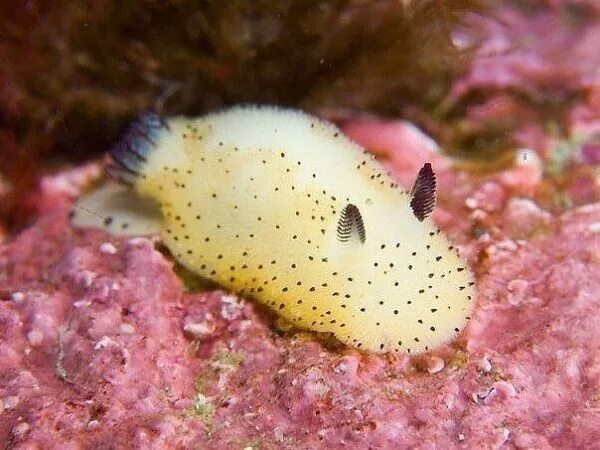 Картинки по запросу морской слизень Sea slug, Sea rabbit, Bunny sea slug