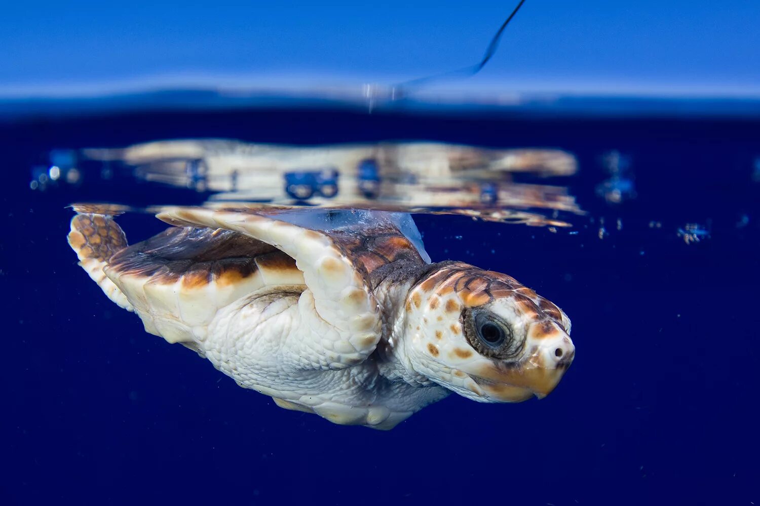 Морская черепаха. Логгерхед. Глаза морской черепахи. Морские черепахи дышат.