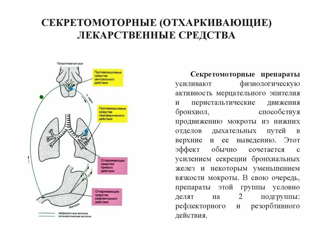 Рефлекторные отхаркивающие. Механизм действия отхаркивающих препаратов рефлекторного действия. препараты рефлекторного действия отхаркивающие механизм. рефлекторные отхаркивающие средства механизм действия. механизм действия отхаркивающих средств рефлекторного действия.