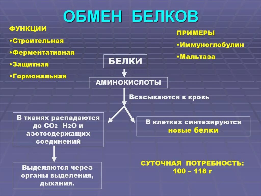 Белковый обмен в организме. Обмен белков в организме человека функции. Обмен белков схема. Схема белкового обмена. Обмен белков физиология.