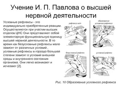 Учение о высшей нервной деятельности