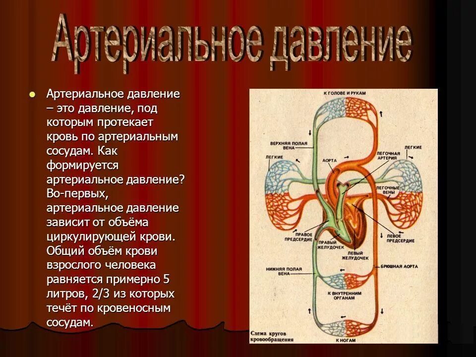 Давление биология 8 класс. Артириально ЕДАВЛЕНИЕ. Артериальное давление этт. Структура артериального давления. Артериальное кровяное давление.