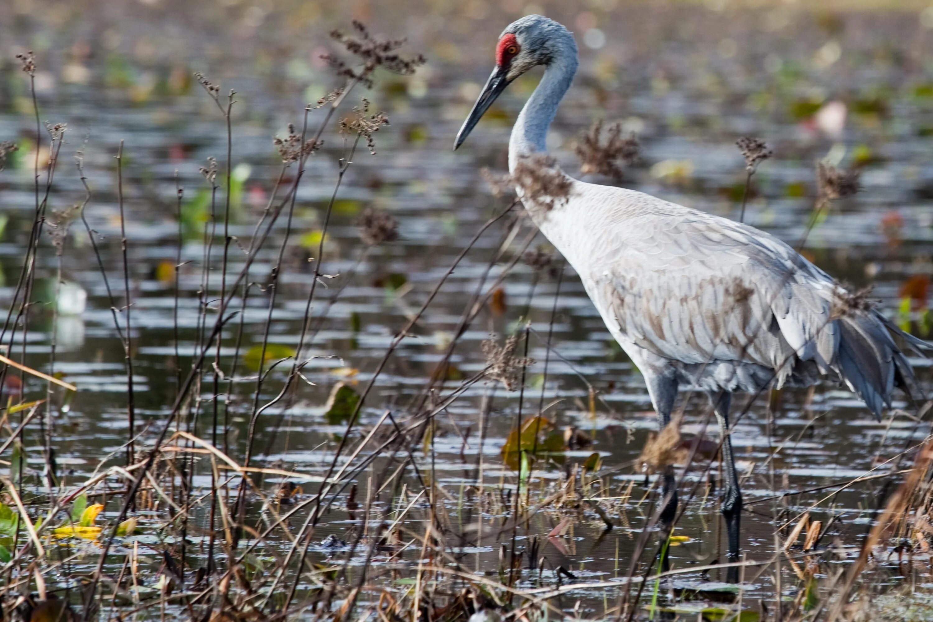 Журавлиное болото. Белокрылая цапля. Цапля и пеликан. Обитатели болот цапля. Цапля серая болотная.