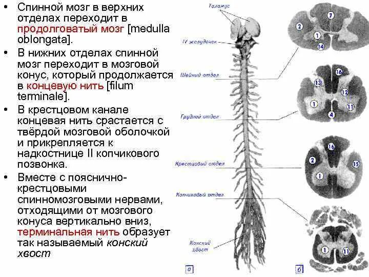 Спинной мозг у взрослого человека. Строение спинного мозга конус. Продолговатый спинной мозг строение. Конский хвост спинного мозга анатомия. Мозговой конус терминальная нить конский хвост.