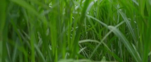 B grass