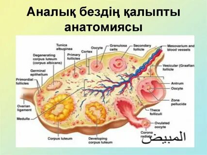 Төтенше секс трюк