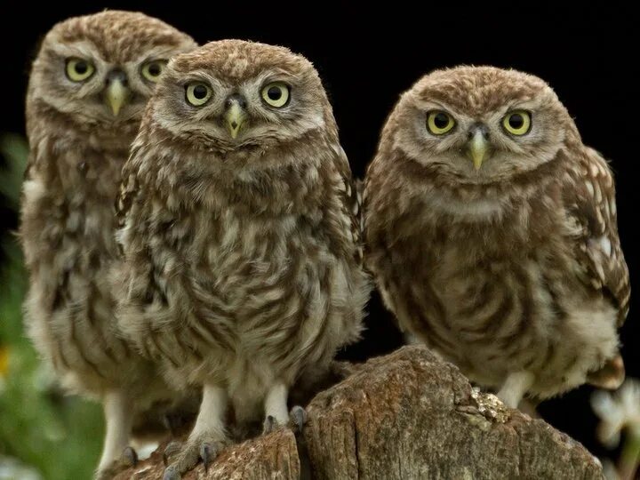 Slava mjod художник картины. Приложение sova v re. Сова размеры. Вк сова лайт. Вк сова.