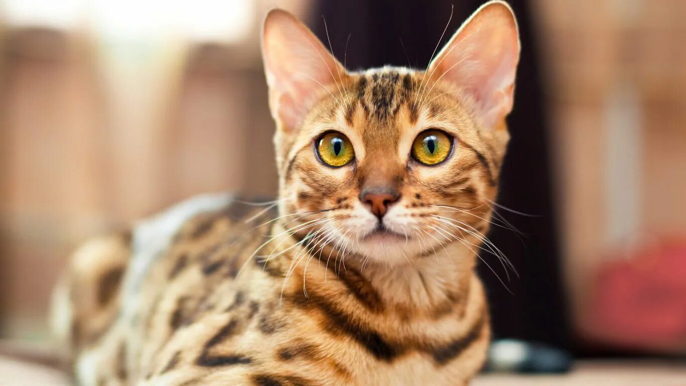 Бенгальская сколько живут. Бенгальская кошка. Кот тойгер. Бенгальский кот полосатый. Бенгальская кошка мраморная.