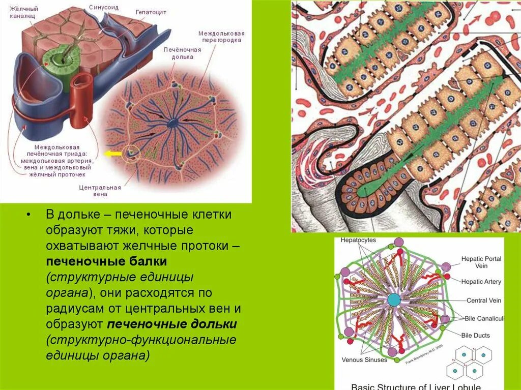 Функциональная единица печени. Строение печеночной дольки гистология. Структурно-функциональная единица печени печеночная долька. Строение печеночной дольки анатомия. Строение печеночной клетки.