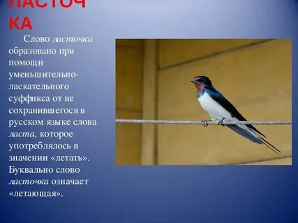 Ласточка словарное слово