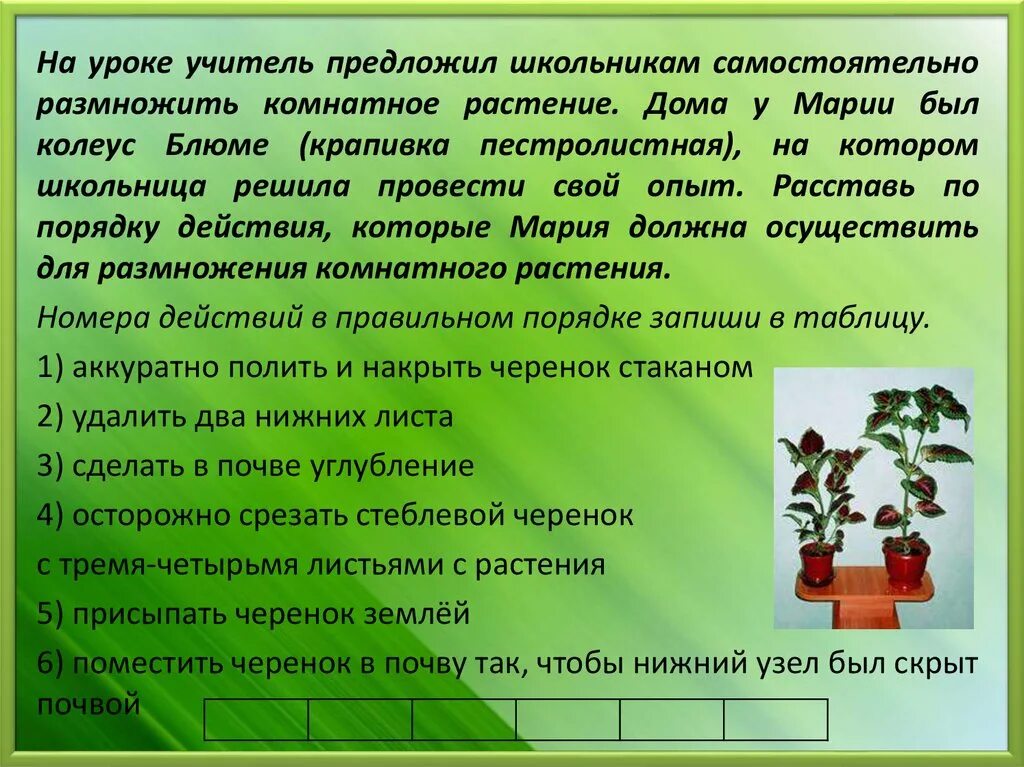 Вывод вегетативного размножения комнатных растений. Лабораторная вегетативное размножение комнатных растений 6 класс. Размножение комнатных растений стеблевыми черенками. Вывод по размножению комнатных растений. Биология 6 класс вегетативное размножение растений лабораторная