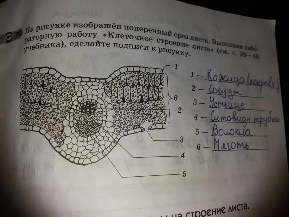 Строение листа под микроскопом 6 класс. Клеточное строение листа 6 класс биология. внутреннее строение листа 6 класс пасечник. строение клеточное строение листа. структура клетки листа.