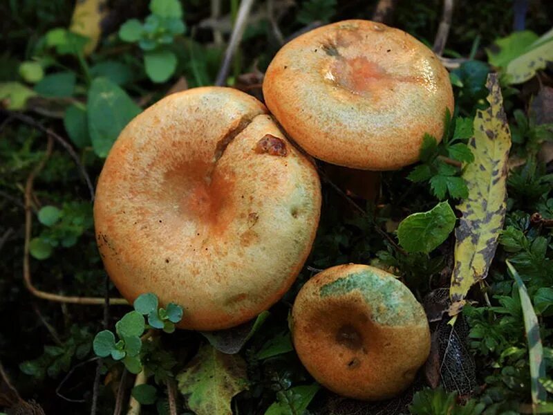 Рыжик еловый (Lactarius deterrimus). Рыжик еловый/еловик (Lactarius deterrimus);. Рыжик еловый и Рыжик Сосновый. Рыжики еловые и сосновые.