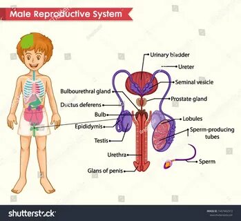 Scientific Medical Illustration Male Reproductive System Stock Vector (Roya...